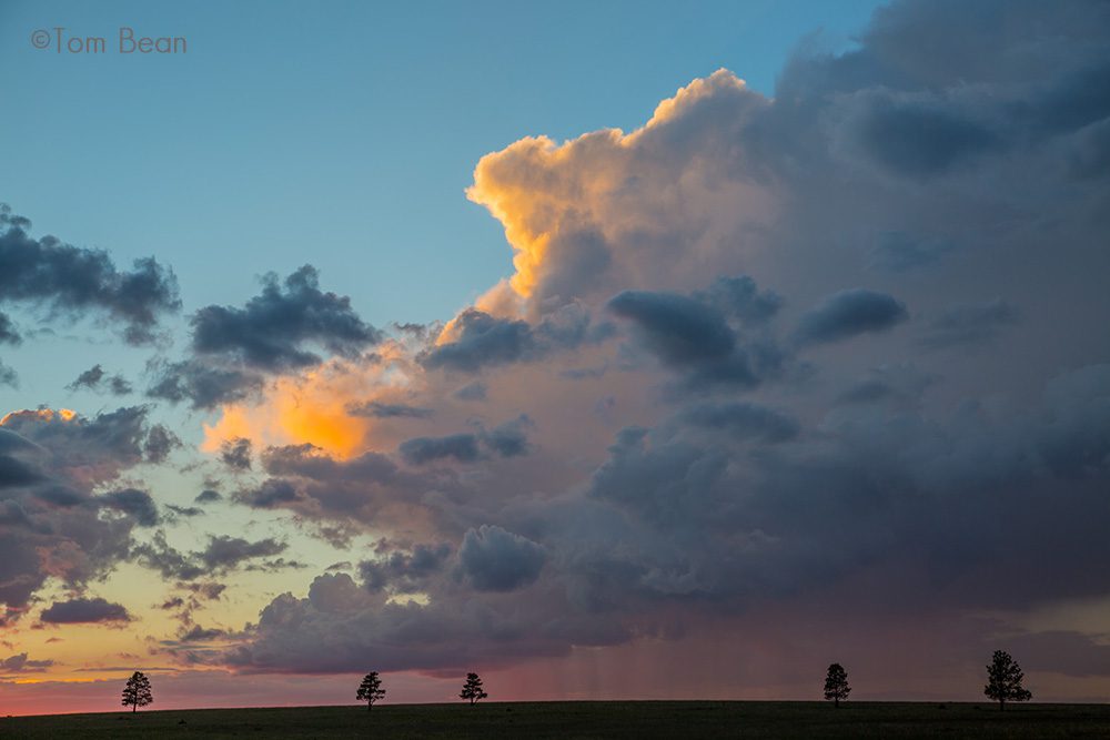Sunset on Cumulonimbus storm cloud with line of ponderosa pines, viewed from Anderson Mesa, along USFS 125 Road, August 27, 2022, location east of Pine Hill, Coconino National Forest, west of Mormon Lake, Arizona
