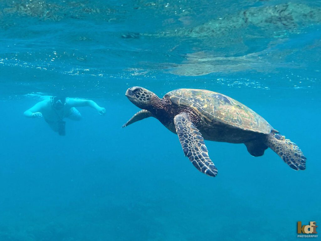 Behind the scenes, photogrpaher captures teen boy swimming with a sea turtle off the coast in Hawaii, location family photos by Flagstaff photographers Keiji Iwai Photography and KDI Photography.